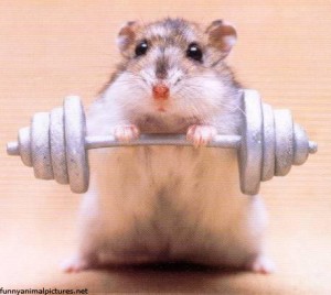 hamsterweights