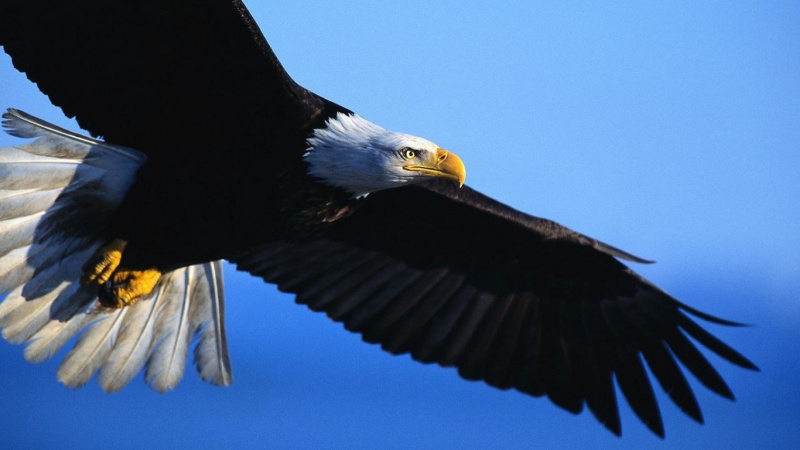 aguila-volando