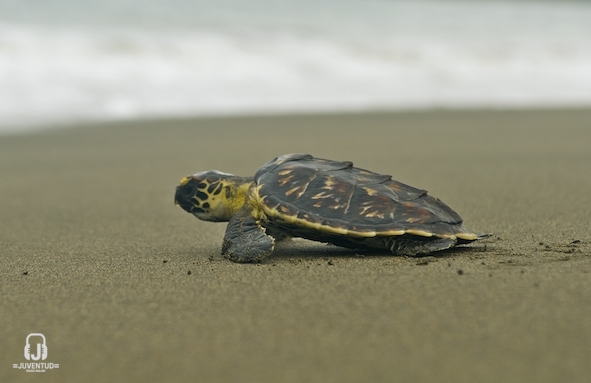 tortugareciennacida2